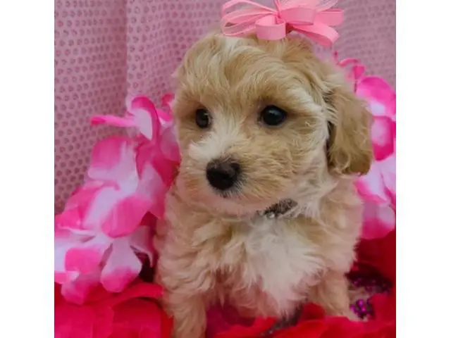 4 Litter of Amazing maltipoo puppies for sale - 10/10