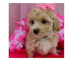4 Litter of Amazing maltipoo puppies for sale - 10