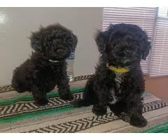 2 Yorkie-Poo puppies in need of a new home.