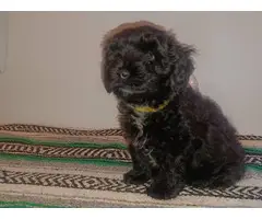 2 Yorkie-Poo puppies in need of a new home. - 2