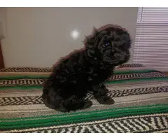 2 Yorkie-Poo puppies in need of a new home. - 3
