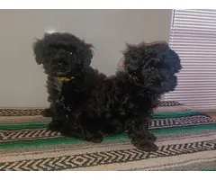 2 Yorkie-Poo puppies in need of a new home. - 4