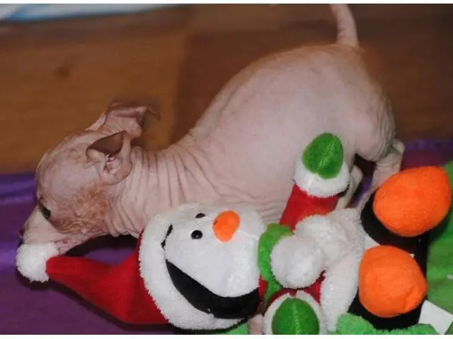 2 Sweet American Hairless Terrier pups