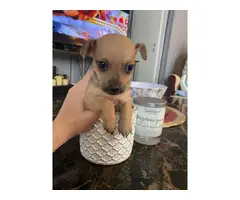 Mini Chihuahua Puppies