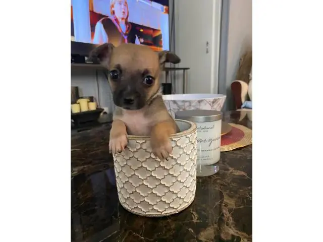 Mini Chihuahua Puppies - 2/6