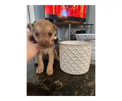 Mini Chihuahua Puppies - 3