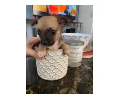 Mini Chihuahua Puppies - 4
