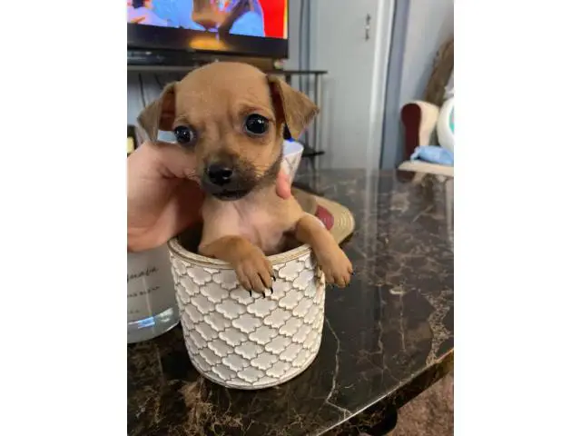 Mini Chihuahua Puppies - 5/6