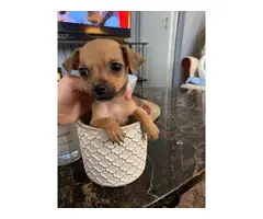 Mini Chihuahua Puppies - 5