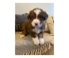 Male and female Aussie puppies - 3