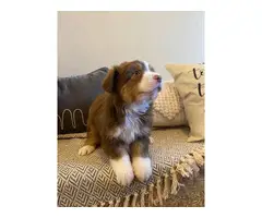 Male and female Aussie puppies - 4