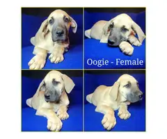 4 AKC Great Dane Puppies for sale