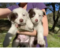 Purebred Border collie puppies for sale