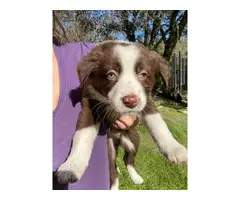 Purebred Border collie puppies for sale - 2