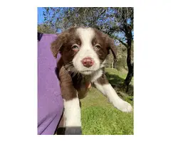 Purebred Border collie puppies for sale - 3