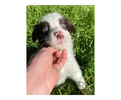 Purebred Border collie puppies for sale - 4
