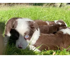 Purebred Border collie puppies for sale - 5