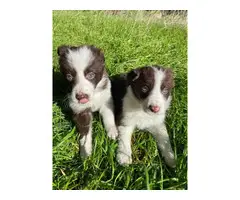 Purebred Border collie puppies for sale - 6
