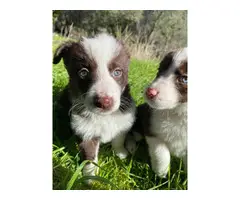 Purebred Border collie puppies for sale - 7