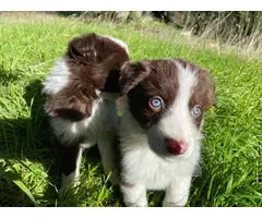 Purebred Border collie puppies for sale - 8
