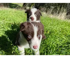 Purebred Border collie puppies for sale - 9