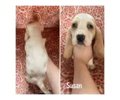 All female Basset hound puppies - 2