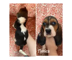 All female Basset hound puppies - 4