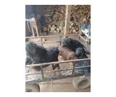 5 Aussie Poodle puppies for sale