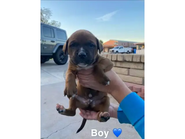 6 female 1 male bullboxer pit puppies - 2/7