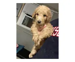 5 male and 3 female standard poodle puppies for sale