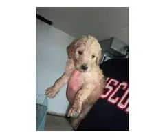 5 male and 3 female standard poodle puppies for sale - 2