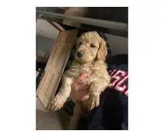 5 male and 3 female standard poodle puppies for sale - 3