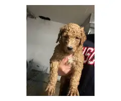 5 male and 3 female standard poodle puppies for sale - 4