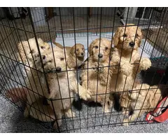 5 male and 3 female standard poodle puppies for sale - 5