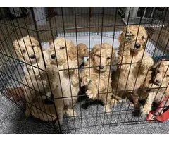 5 male and 3 female standard poodle puppies for sale - 6