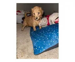 5 male and 3 female standard poodle puppies for sale - 9