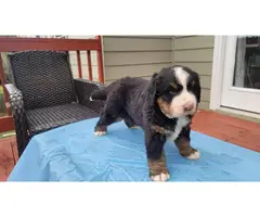 6 week old male Bernese puppy for sale
