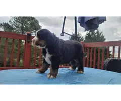 6 week old male Bernese puppy for sale - 2