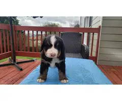 6 week old male Bernese puppy for sale - 4