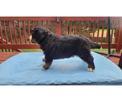 6 week old male Bernese puppy for sale - 5
