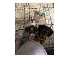 2 Mini Dachshund Puppies