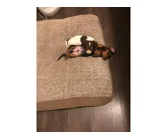 2 Mini Dachshund Puppies - 2