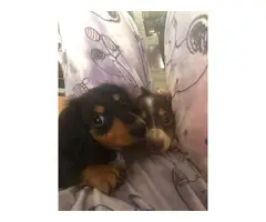 2 Mini Dachshund Puppies - 3