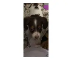 2 Mini Dachshund Puppies - 5