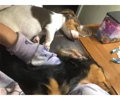 2 Mini Dachshund Puppies - 6