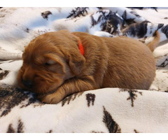 AKC registered Golden Retriever puppies