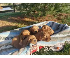 AKC registered Golden Retriever puppies - 9