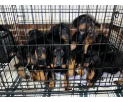 10 Doberman pinscher puppies available - 9