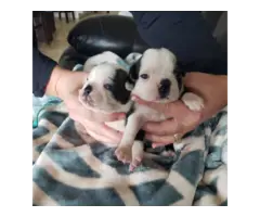 Beautiful Boston terrier puppies for sale