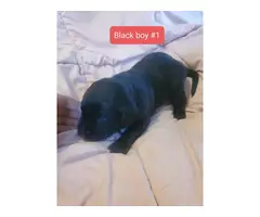 Puppies Labrador Retriever - 5